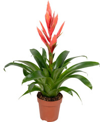 Bromelia, Vriesea, Orange, indoor plant, houseplant