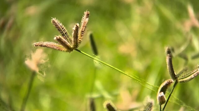 Small wild seed clusters highlighted by sunlight against blurred field
