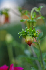 Close-up of a dahlia bud with soft morning light and blurred garden background.