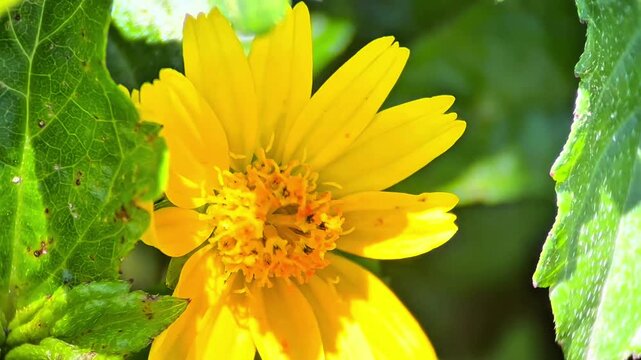 Sunlit flower with fringed petals emerging from the shady growth