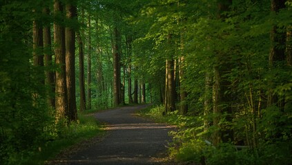 Fototapeta premium Path through an Irish woodland, showcasing natural beauty, seasonal change