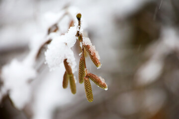 Hazel catkins on a tree twig covered with snow. Forest in early winter, frost weather
