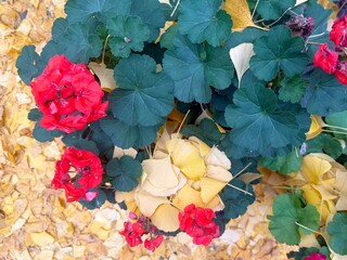 Red geranium flowers covered with yellow leaves