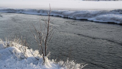 Plant nestled in snow beside the river, highlighting seasonal change