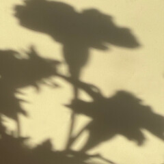 Soft shadow of marigolds on a light yellow background, creating a minimalist and abstract botanical aesthetic