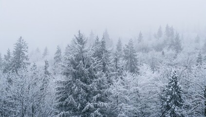 Snow-covered Forest in Winter, showcasing seasonal change