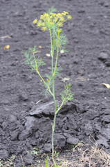 A stalk of dill grows in the garden against the background of plowed land. Close-up photo.