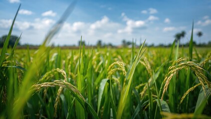 Obraz premium Rice Fields at Peak Growth, Ready for Harvesting, Agricultural Awareness Day