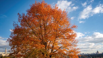 Tree displaying autumn foliage against the sky, seasonal change