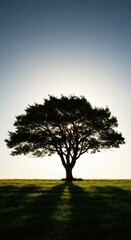 Obraz premium A majestic, powerful tree stands alone on a windswept grassy hill, featuring a strong, dramatic silhouette against the bright sky, sunshine, texture, silhouette