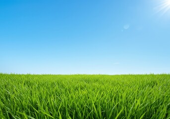 Fototapeta premium A peaceful nature scene featuring vibrant green grass stretching out under a clear, bright blue sky on a sunny day, sunny, space, extensive