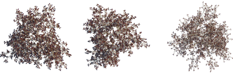 Prunus x cistena tree plan, top view, cutout, transparent background, isolate, Three stunning flowering trees bloom overhead in a natural landscape