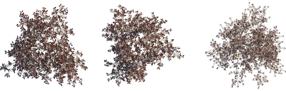 Prunus x cistena tree plan, top view, cutout, transparent background, isolate, Three stunning flowering trees bloom overhead in a natural landscape