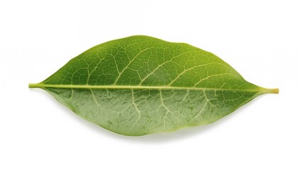 Fototapeta premium Isolated Plu Kaow Leaf on a White Backdrop. Natural Herb with Healing Qualities. Plant-Based Medicine