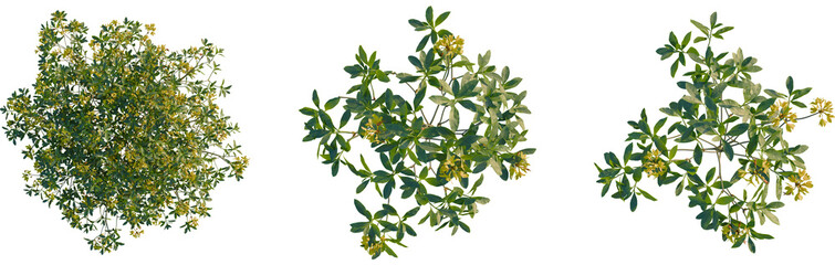 Rhododendron luteum tree plan, top view, cutout, transparent background, isolate, Three flowering shrub tops for landscaping or garden design projects © KP Stock
