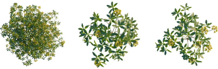 Rhododendron luteum tree plan, top view, cutout, transparent background, isolate, Three flowering shrub tops for landscaping or garden design projects