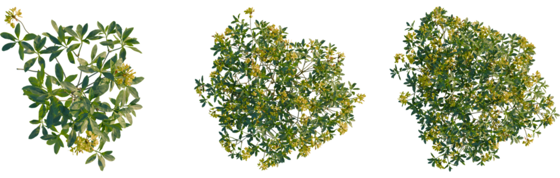 Rhododendron luteum tree plan, top view, cutout, transparent background, isolate, Three flowering plants create a lush botanical aesthetic for design