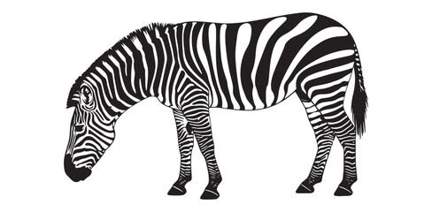 Striking zebra illustration black and white vector design perfect for wildlife projects and educational materials
