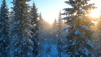 Snowy evergreen forest at sunrise, golden light streaming through trees and gentle snowfall tranquil winter landscape background. - Powered by Adobe