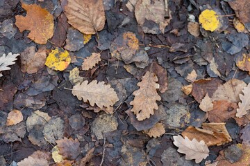 brown and yellow leaves fallen on the ground in autumn