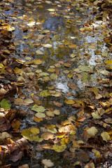 brown and yellow leaves fallen on the ground in autumn