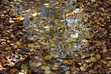 brown and yellow leaves fallen on the ground in autumn