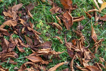 brown and yellow leaves fallen on the ground in autumn