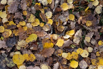 brown and yellow leaves fallen on the ground in autumn