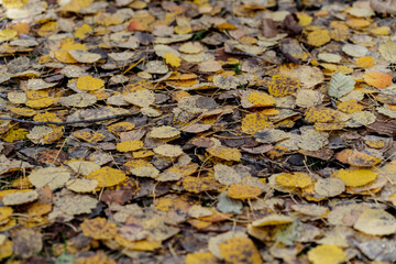 brown and yellow leaves fallen on the ground in autumn