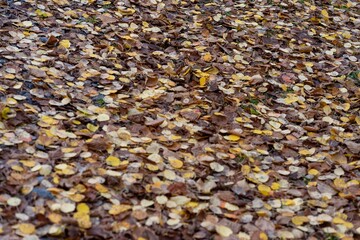 brown and yellow leaves fallen on the ground in autumn