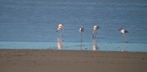 Wild pink flamingos resting and feeding in a coastal lagoon near sandy dunes