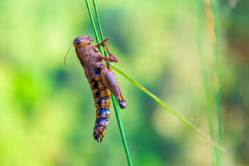 A detailed macro shot of a Spotted Locust clinging to a slender grass blade, showcasing its vivid patterns and textures. Ideal for educational materials, insect studies, and wildlife prints.