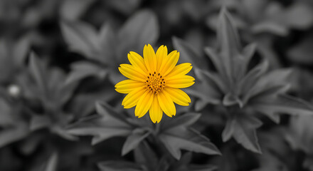 A solitary yellow flower blooms against a grayscale background, a vibrant splash of color in nature