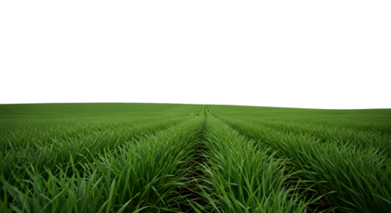 Green Wheat Field with Rows and Dark Sky Keywords: green field, wheat field, agriculture