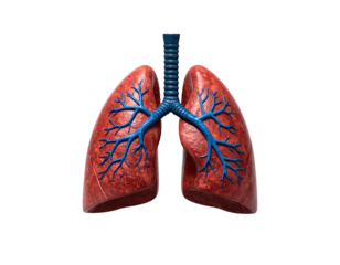 Anatomical illustration showing the human lungs with the trachea and bronchial tubes highlighted