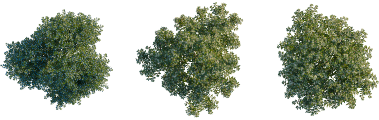 Myrtus communis tree plan, top view, cutout, transparent background, isolate, Beautiful flowering trees adding lush greenery to your landscape designs