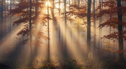 Sunlight streams through autumn forest trees creating an atmospheric landscape