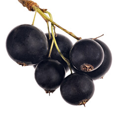 bunch of ripe isolated large black currant six berries