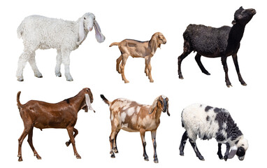 different six sheeps isolated on white