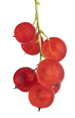 isolated red currant seven fine berries