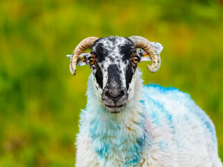 Sheep eating grass with an intense gaze and an unique blue marks on the fleece.