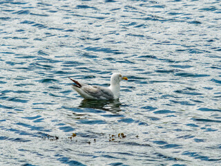 Seagull calmly floats on the wavy waters of Lake.