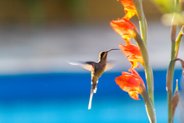 Beija flor, Bem Viver, Equilíbrio, Paz interior, Terapia Corporal, Protagonista da sua vida - essa...
