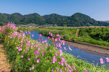 Fototapeta premium Cosmos flowers along river at Ogomorihana Park,Aso,Kumamoto