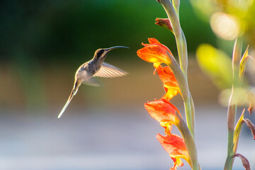 Beija flor, Bem Viver, Equilíbrio, Paz interior, Terapia Corporal, Protagonista da sua vida - essa precisa pegar muito. Vai ser meu carro chefe a partir de hoje, Bem querer, Descanso, Conexão, Corpo, 