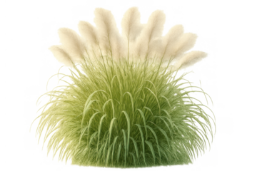 Pampas grass plant with fluffy plumes isolated on transparent background, ornamental landscaping element