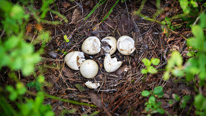 Group of Phallus impudicus eggs nestled in pine litter, varying stages of cracking, soft focus on surrounding greenery. Enigmatic woodland concept
