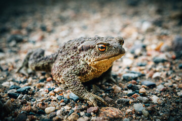 Common toad close-up sitting on the road