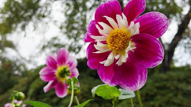 Dahlia Flowers In Bloom Autumn Garden Halifax Nova Scotia Canada. Beautiful Close-Up Of Vibrant Fall Dahlias Growing In A Park Garden Surrounded By Warm Autumn Colors.