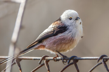 Schwanzmeise auf dem Gartenzaun © Micha Trillhaase
